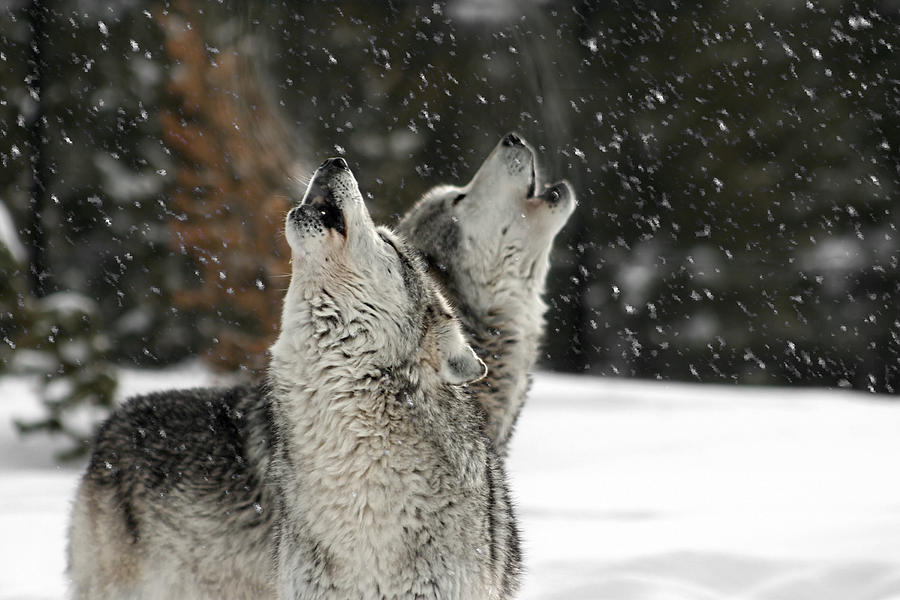 Winter Howl Photograph by Wes and Dotty Weber