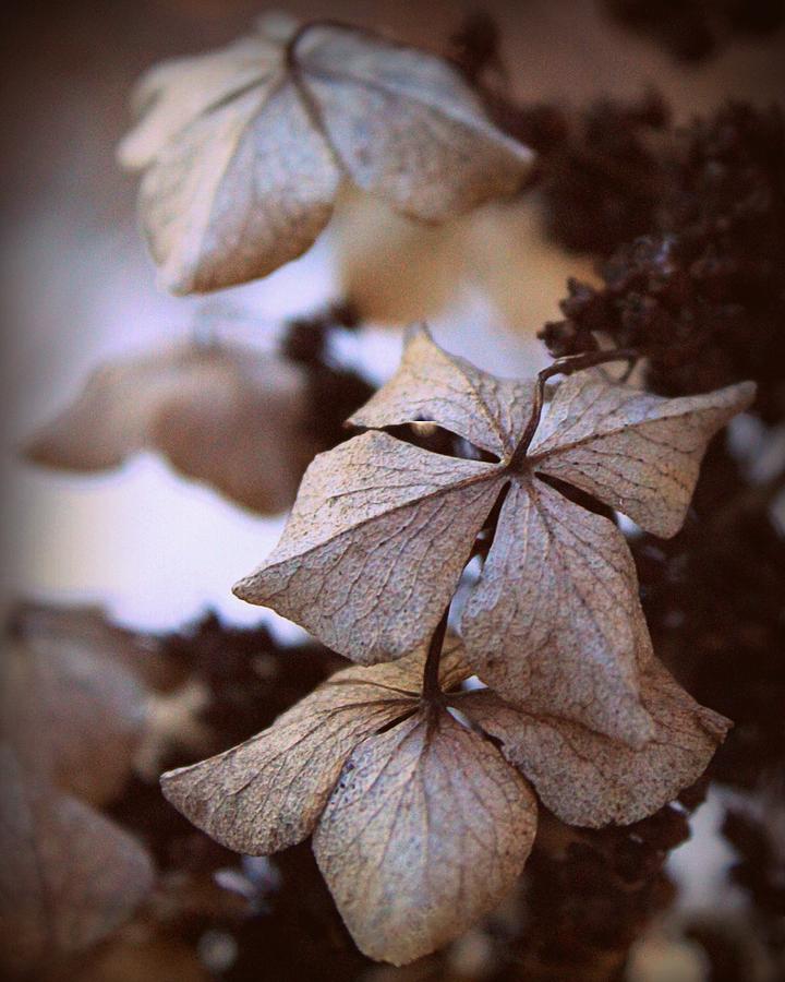Winter Hydrangea Photograph by Joseph Skompski