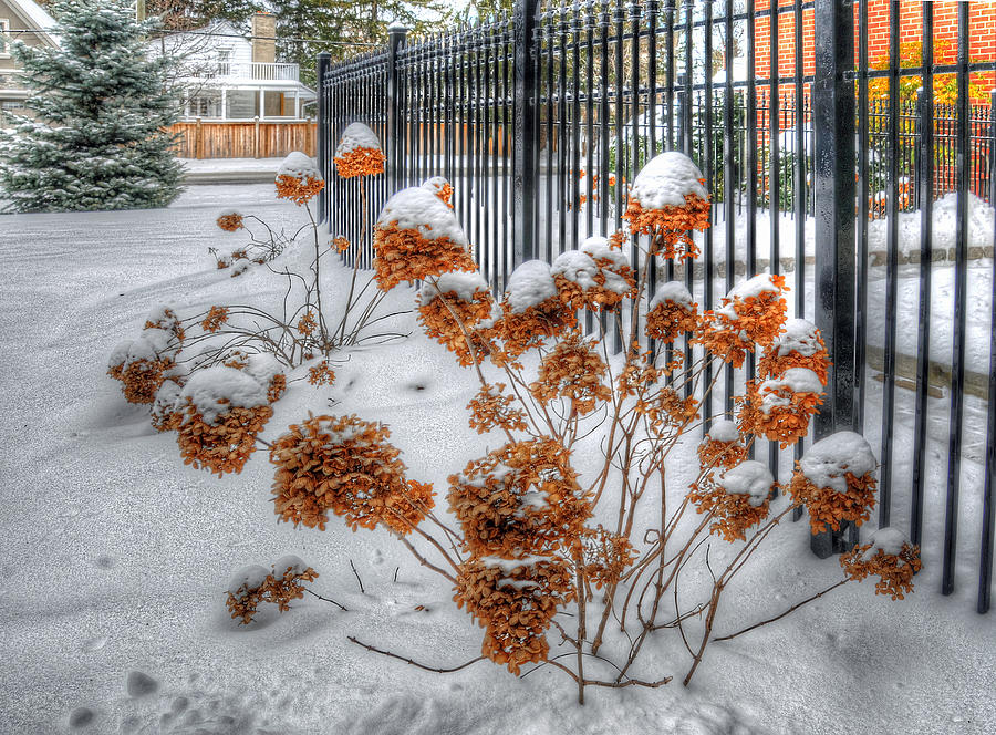 Winter Hydrangeas Photograph by Geraldine Alexander