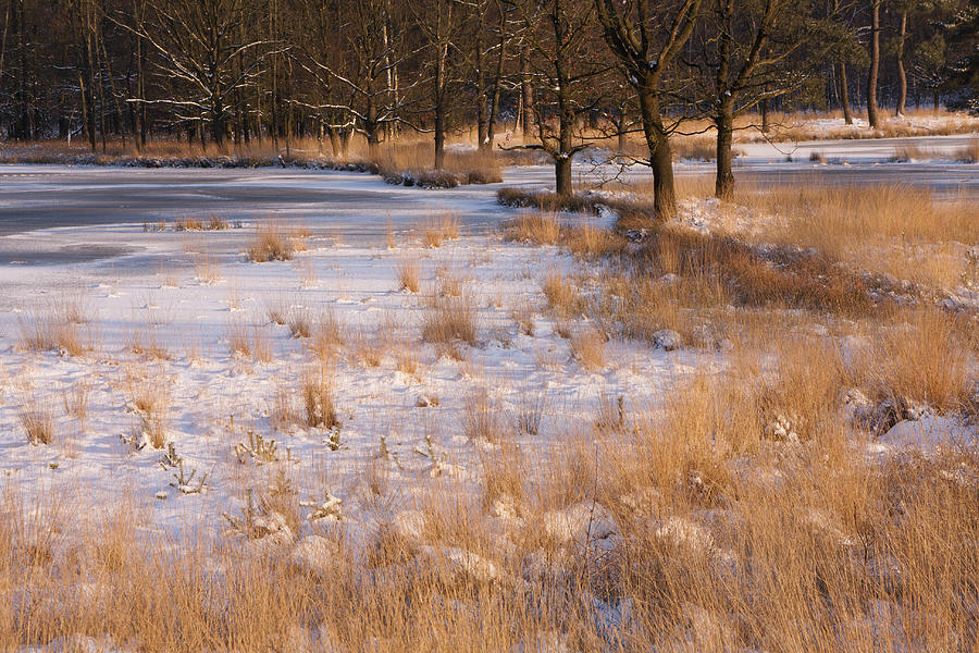 Nature Photograph - Winter I by Henk Goossens