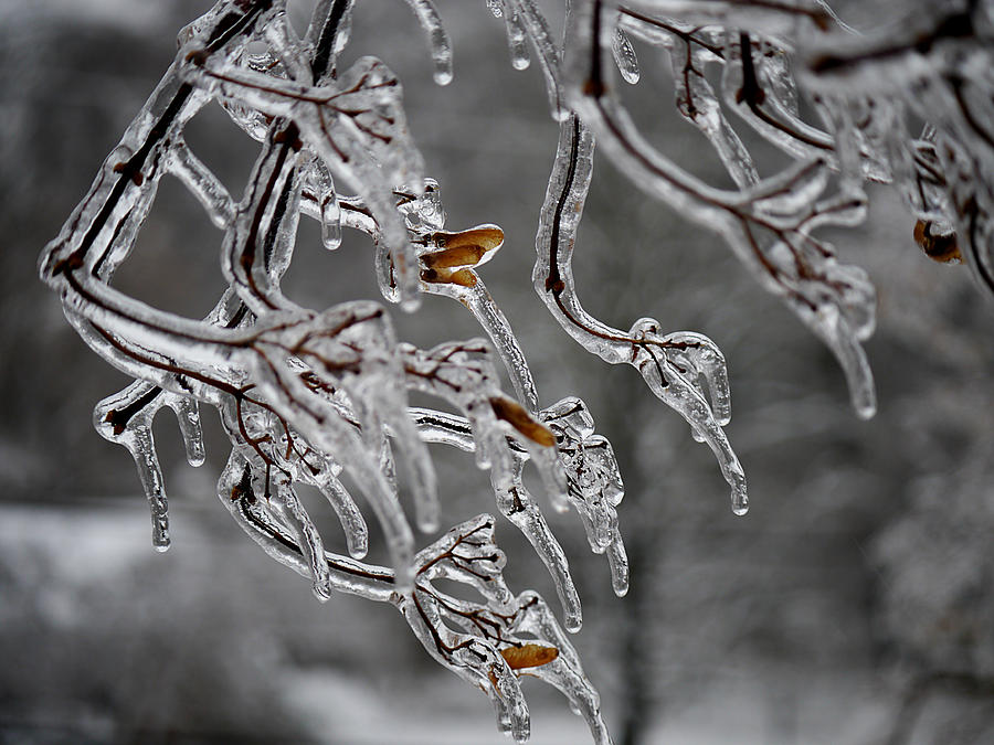 Winter - Icy Branches Photograph by Richard Reeve