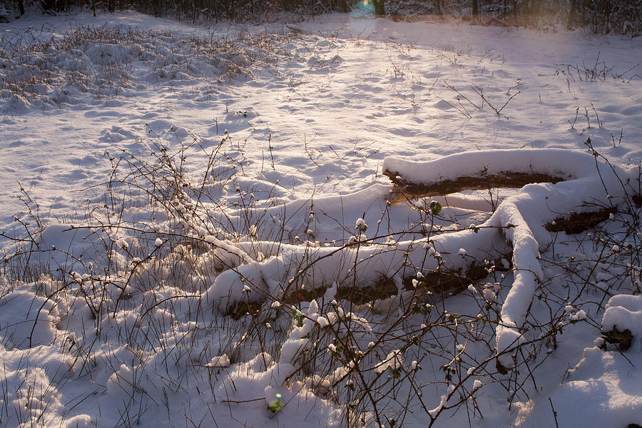 Nature Photograph - Winter II by Henk Goossens