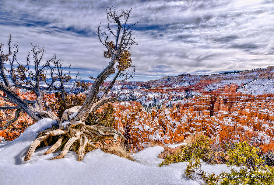 Winter In Bryce Canyon Photograph by Christopher Holmes