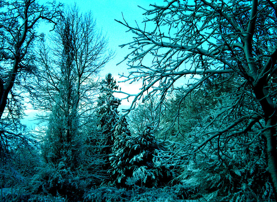 Winter in Denmark Photograph by Colette V Hera Guggenheim