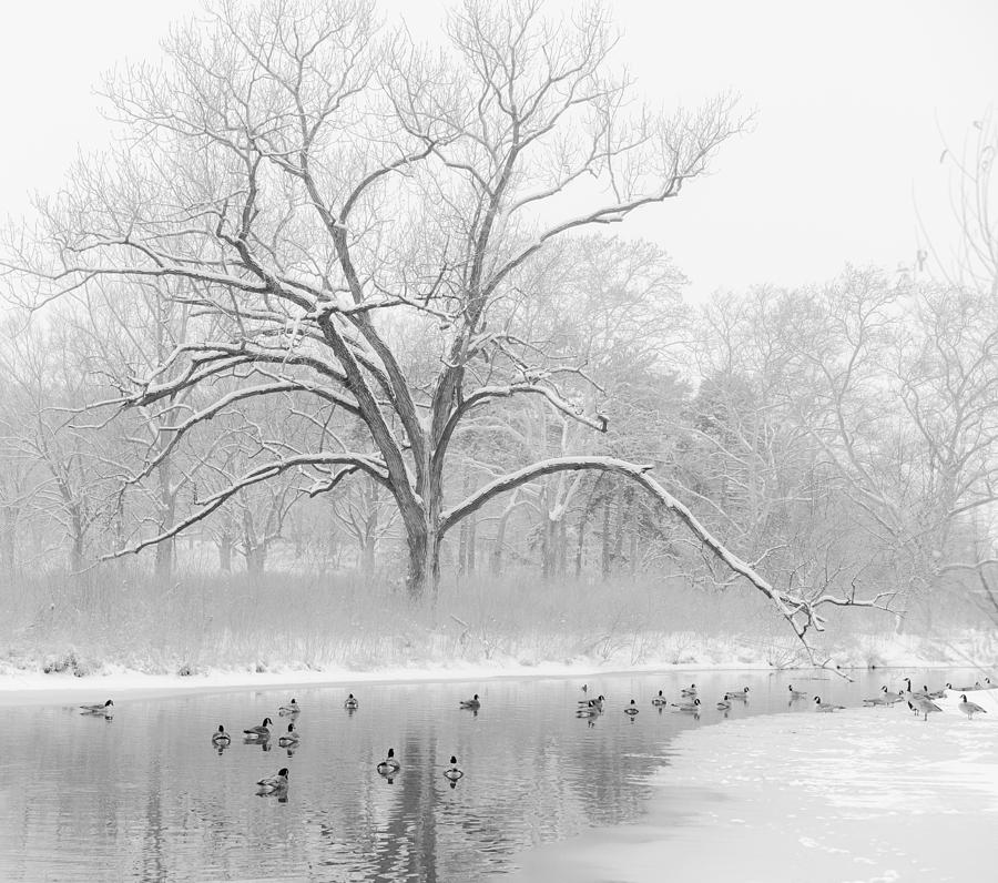 Winter in Forest Park Photograph by Scott Rackers