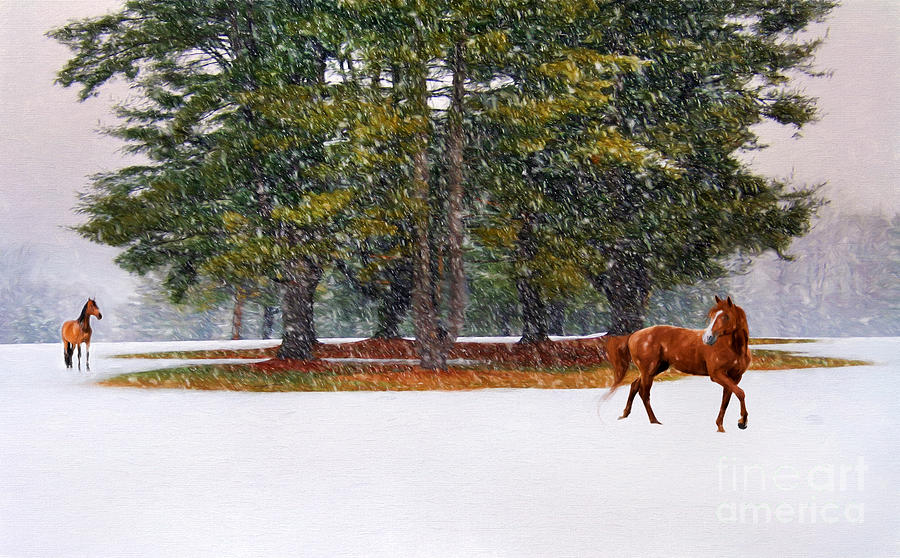 Winter in Horse Country Photograph by Darren Fisher