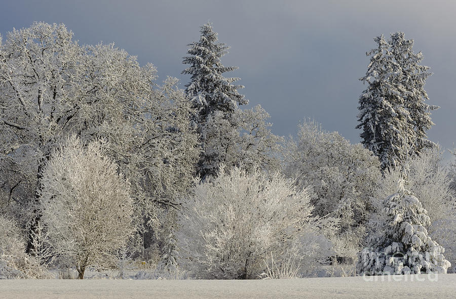 Winter In Oregon Photograph by John Shaw