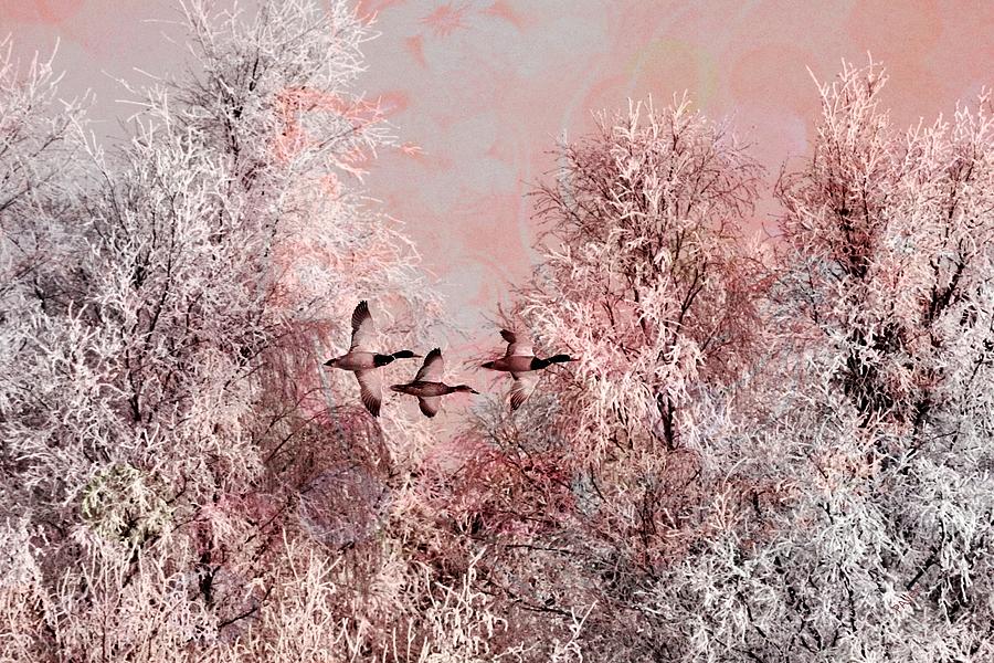 Winter in Pink Photograph by Paula Ayers