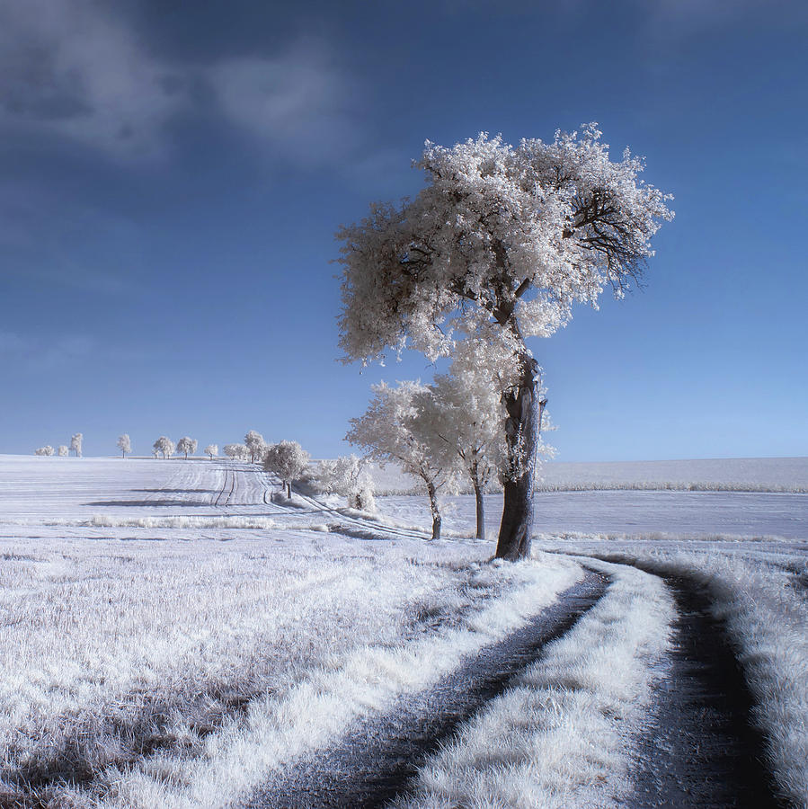 Summer Photograph - Winter In Summer by Piotr Krol (bax)