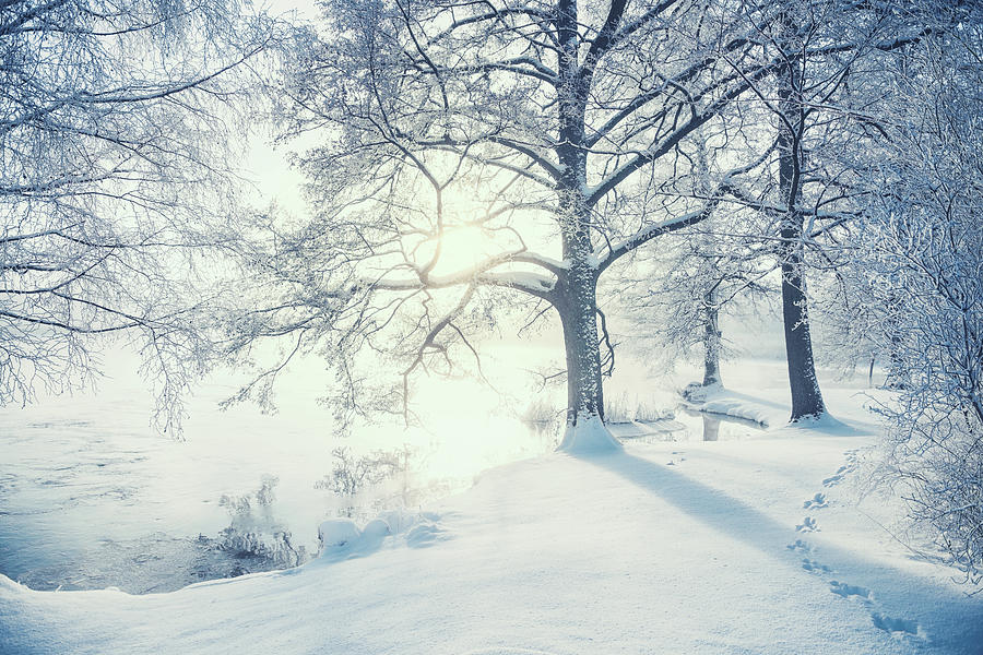 Winter In Sweden Photograph by Knape