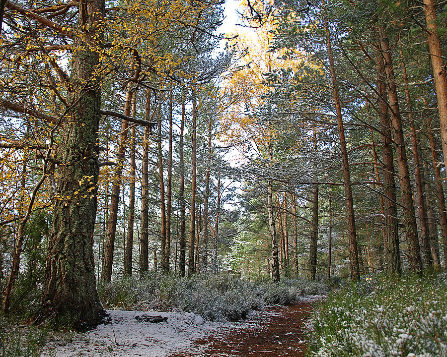 Nature Photograph - Winter In The Forest Near Aviemore by Gill Billington