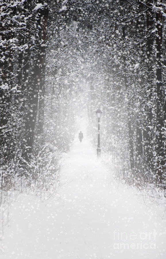 Snowing in the forrest Photograph by Jaroslaw Blaminsky