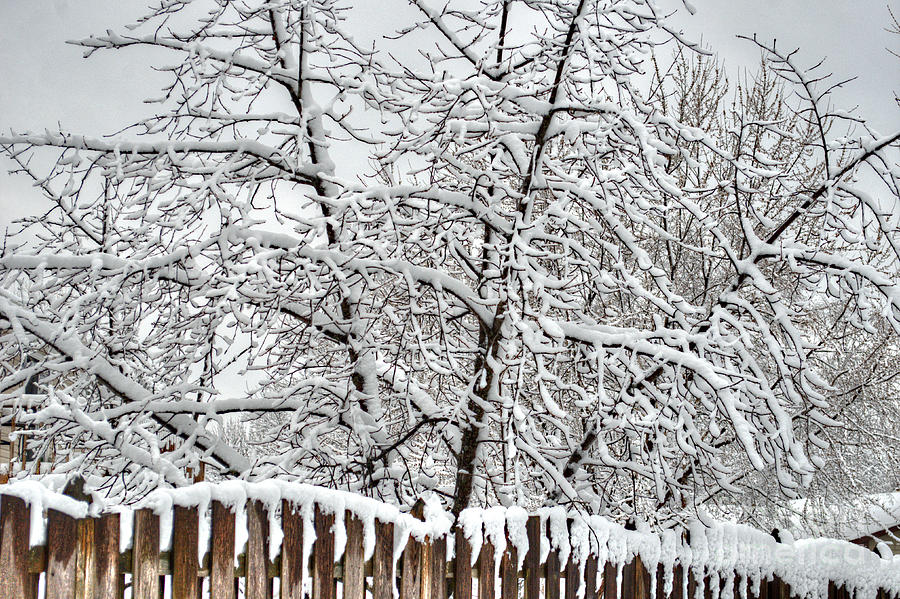 Winter in the Heartland 1 Photograph by Deborah Smolinske