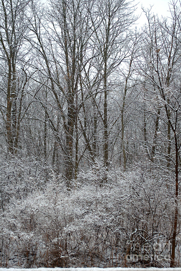 Winter in the Heartland 5 Photograph by Deborah Smolinske