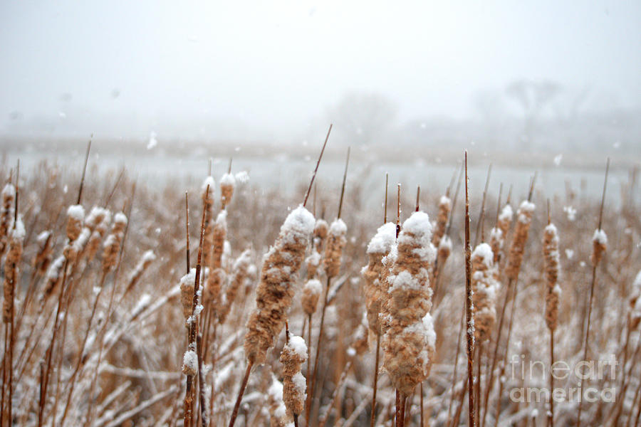 Winter in the Heartland 6 Photograph by Deborah Smolinske