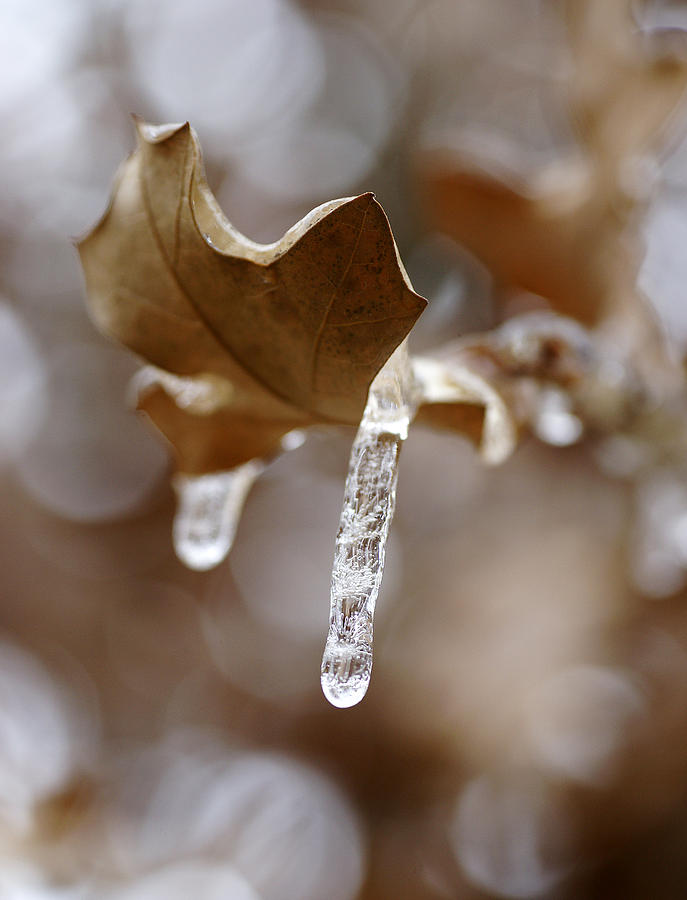 Ice Photograph - Winter In The Hill Country by Bill Morgenstern