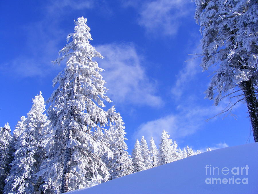 Winter Photograph - Winter in the Mountain by Dan Marinescu