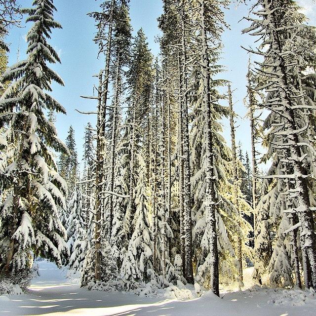 Portland Photograph - Winter In The Mt. Hood National Forest by Mike Warner