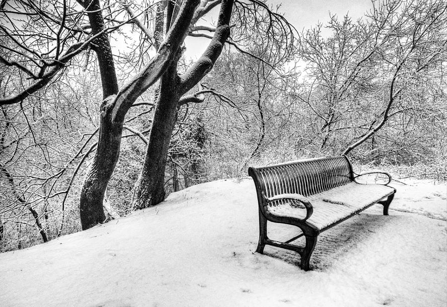 Winter in the Park Photograph by Claudio Bacinello