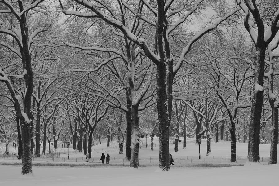 Winter in the Park Photograph by Sean Conklin