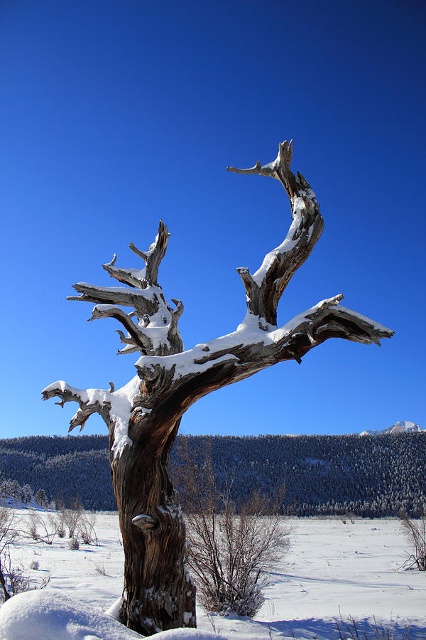 Rocky Mountain National Park Photograph - Winter In The Rockies by Shane Bechler