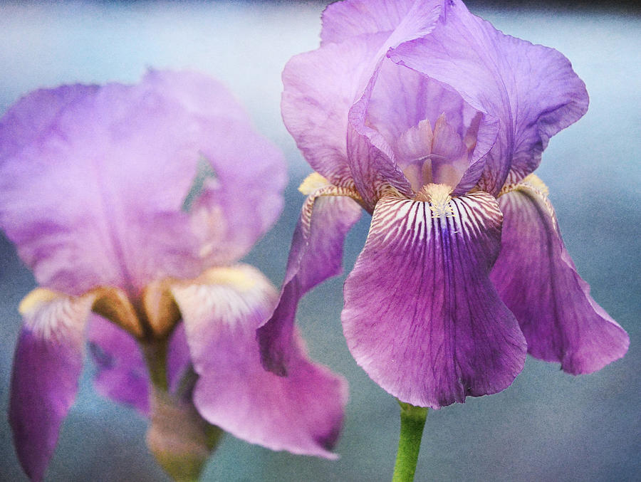 Iris Photograph - Winter Iris by Fraida Gutovich