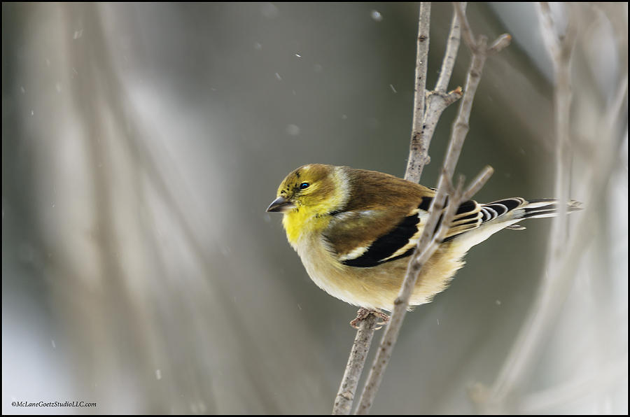 Animal Photograph - Winter is coming Golden Finch by LeeAnn McLaneGoetz McLaneGoetzStudioLLCcom