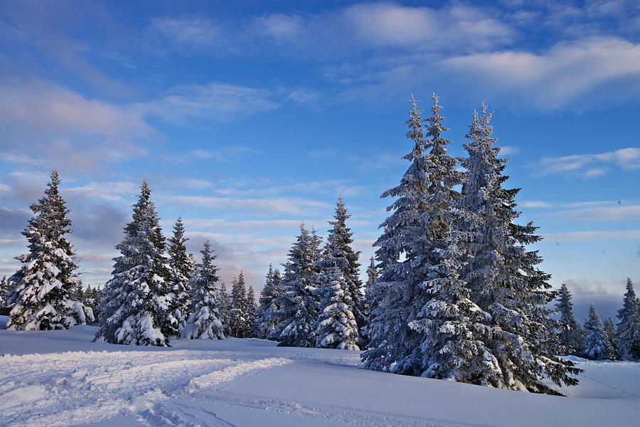 Winter Photograph by Ivan Slosar