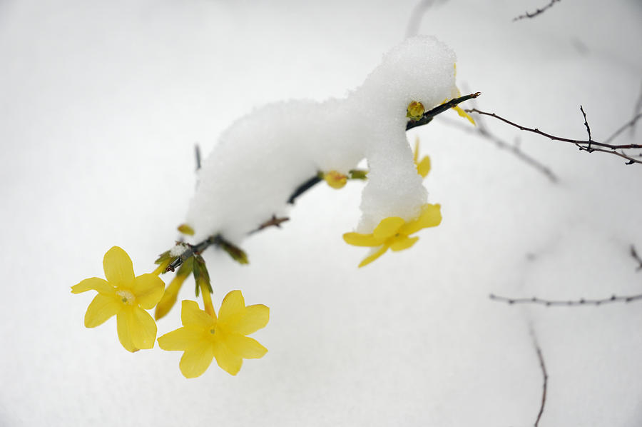 Winter Jasmine Jasminum nudiflorum Photograph by Matthias Hauser
