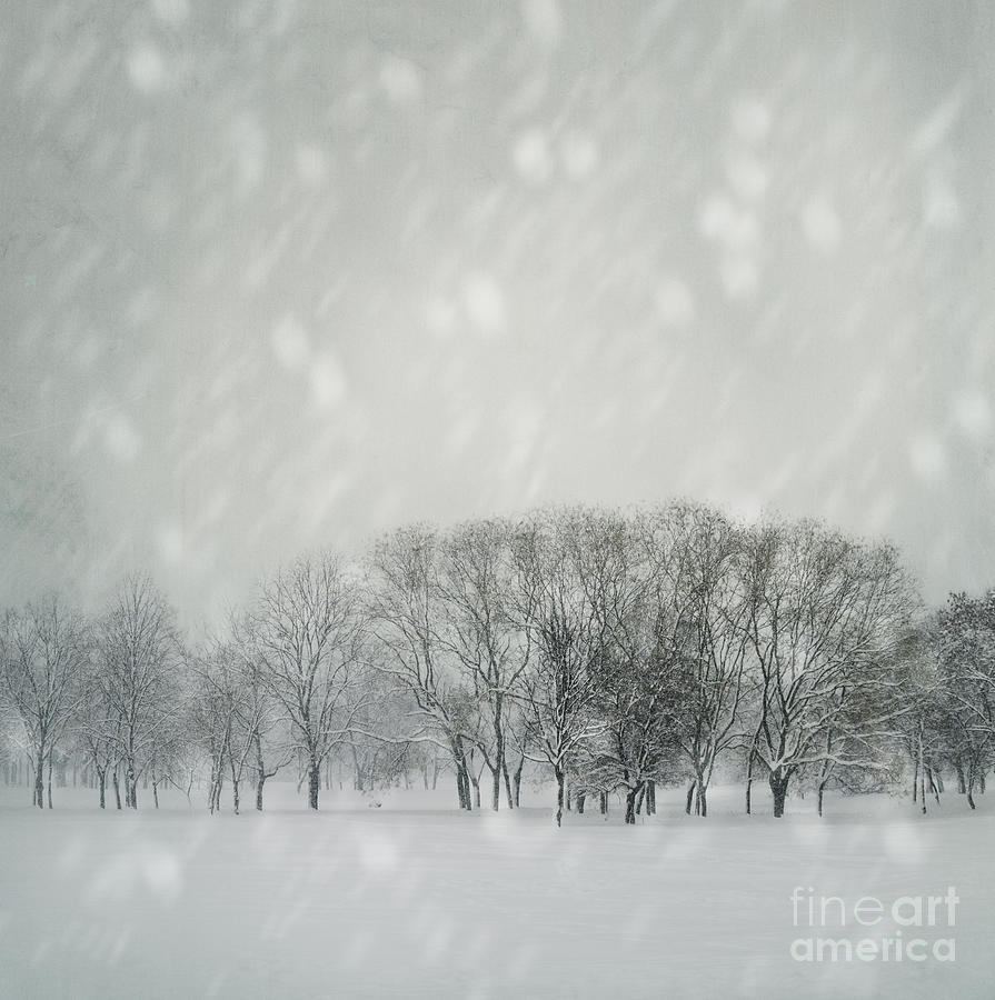 Winter Photograph - Winter by Jelena Jovanovic