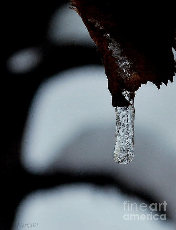 Nature Photograph - Winter jewel  by Marija Djedovic