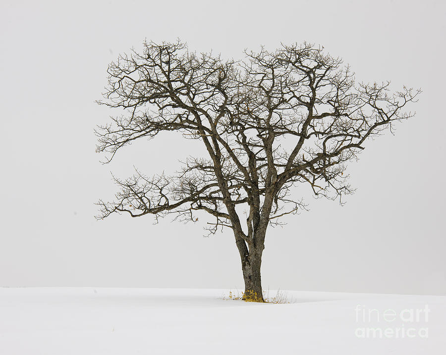 Tree Photograph - Winter by John Shaw