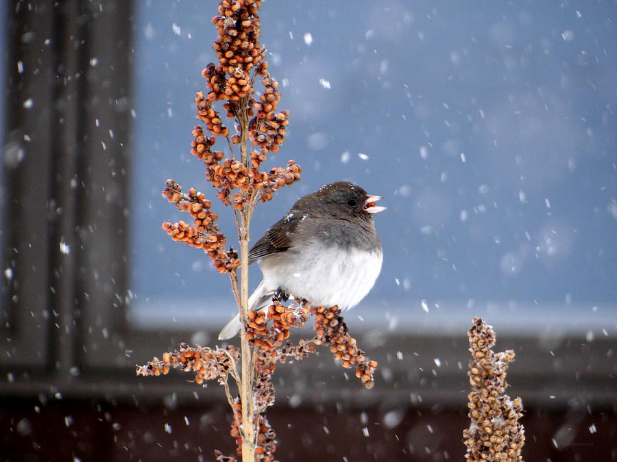Winter Junco Photograph by Dark Whimsy