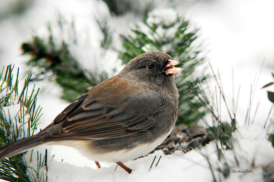 Winter Junco Photograph by Christina Rollo