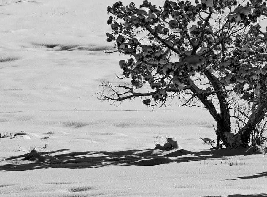 Winter Juniper  Photograph by Eric Rundle