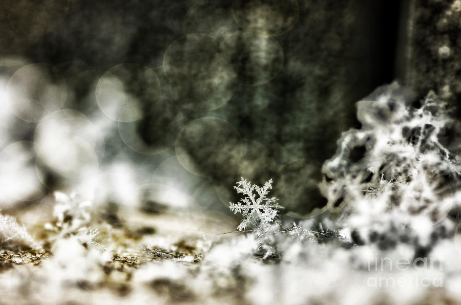 Winter Lace Photograph by Darren Fisher