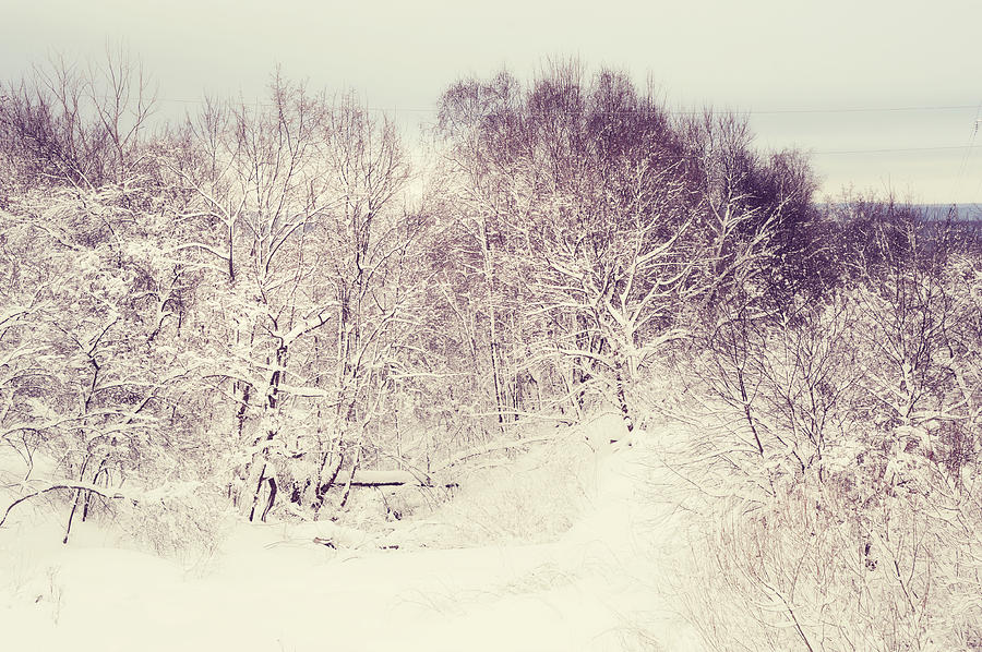Winter Photograph - Winter Lace I by Jenny Rainbow