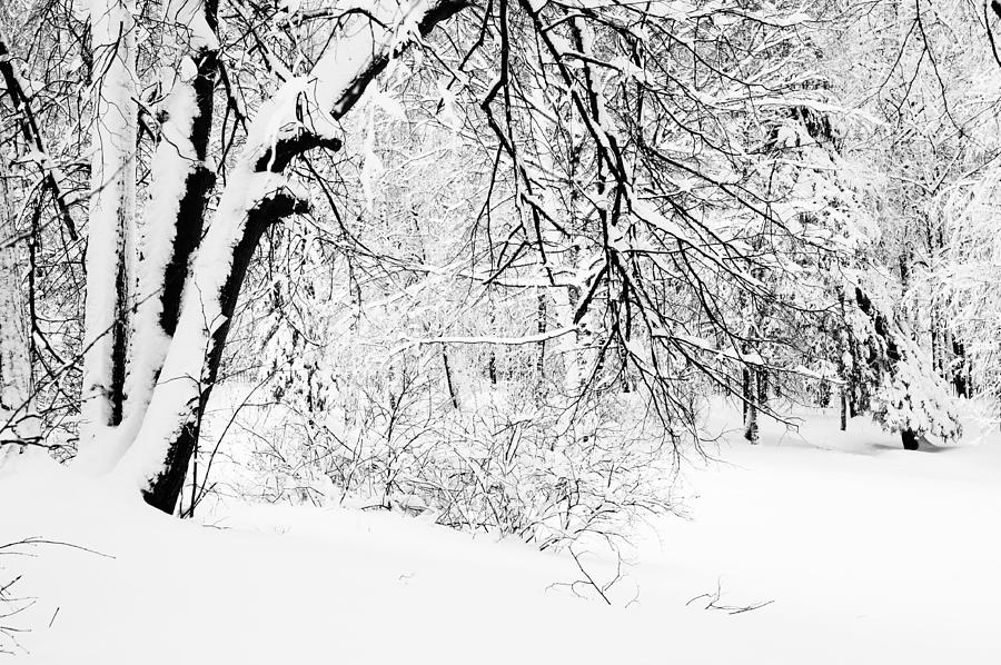 Winter Lace II Photograph by Jenny Rainbow