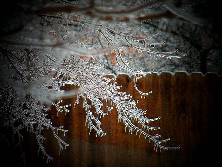 Winter Lace Photograph by Joyce Kimble Smith