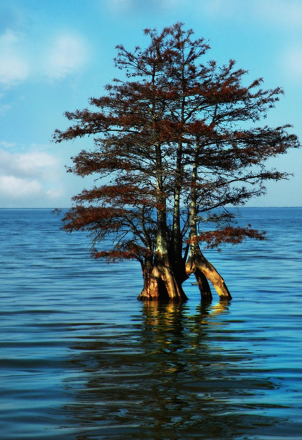 WInter Lake Cypress Photograph by Deborah Smith