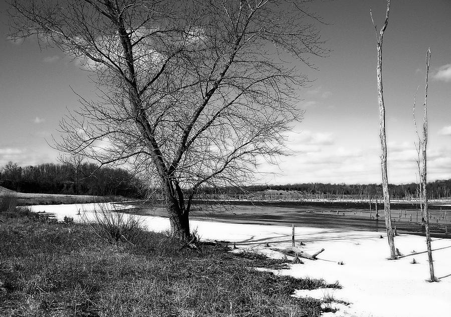 Winter Lake with Tree Photograph by Ellen Tully