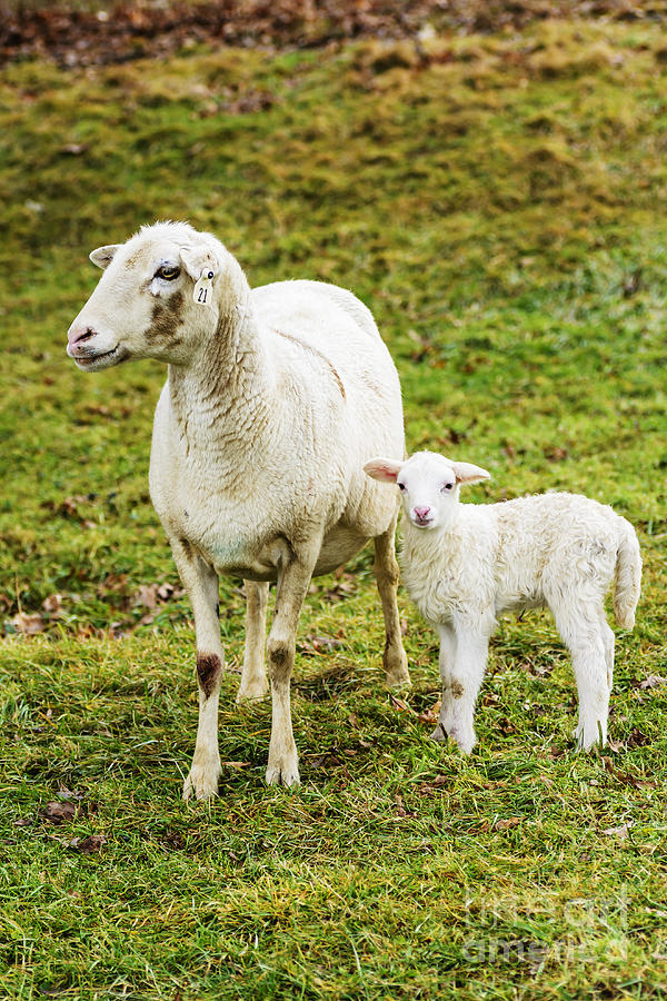 Winter Lamb and Ewe Photograph by Thomas R Fletcher