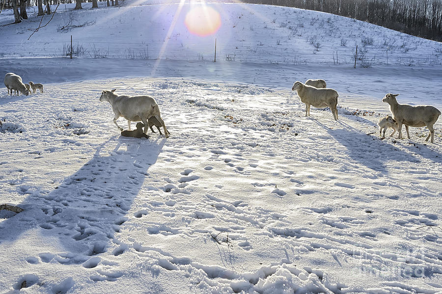 Winter Lambs Photograph by Thomas R Fletcher