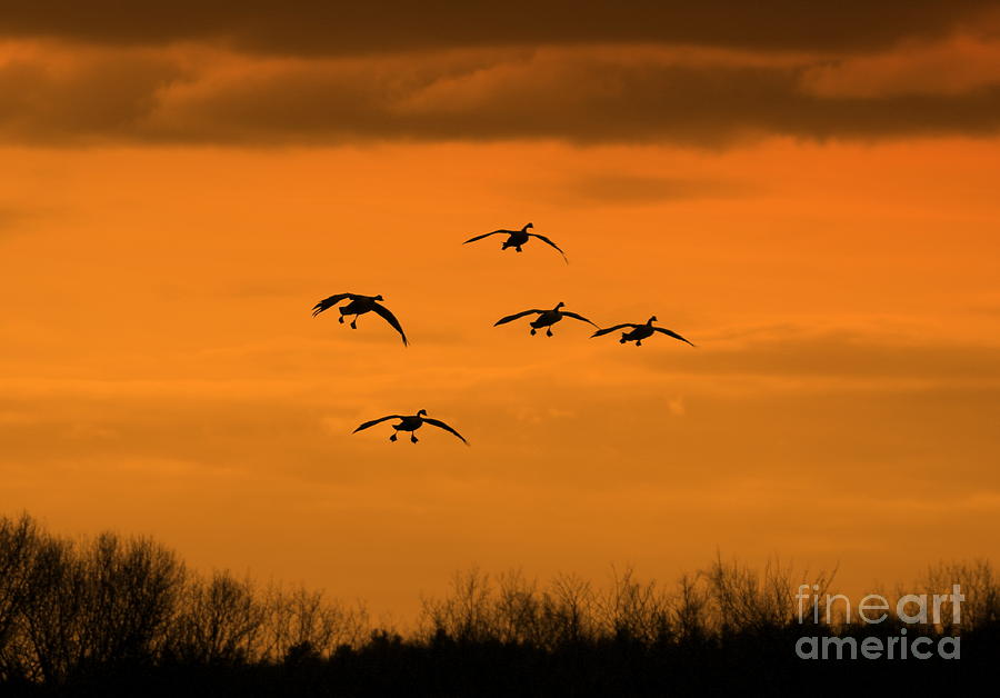 Geese Photograph - Winter Landing No.2 by Neal Eslinger