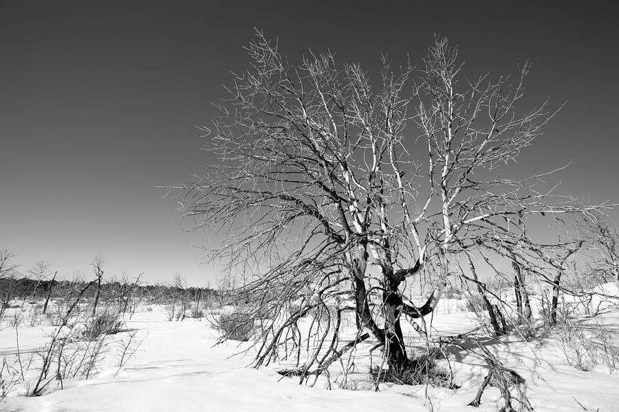 High desert winter landscape Photograph by Alexey Stiop