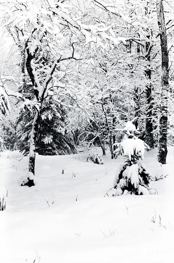Winter Landscape Black and White Photograph by Gwen Gibson