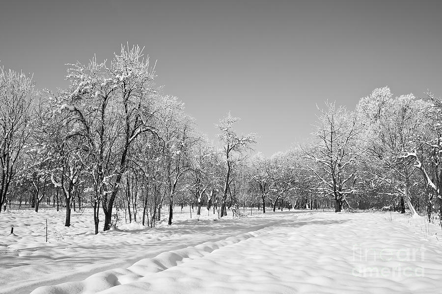 Winter Landscape In Bw Photograph