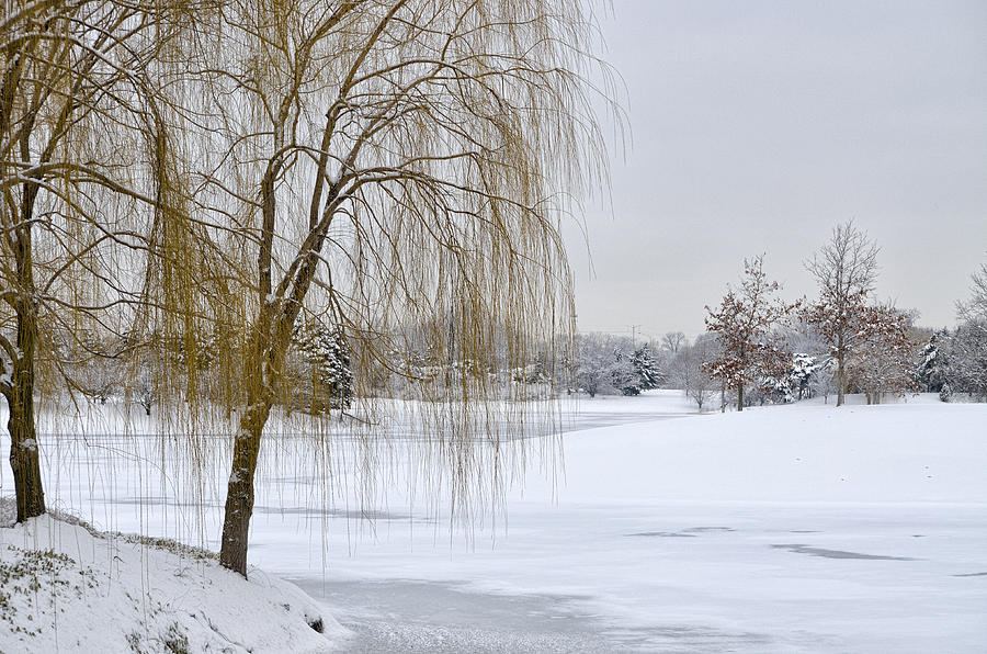 Winter Landscape Photograph by Julie Palencia