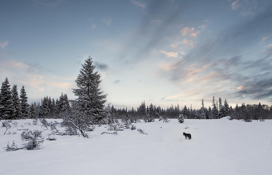 Winter Landscape  Photograph by Michele Cornelius