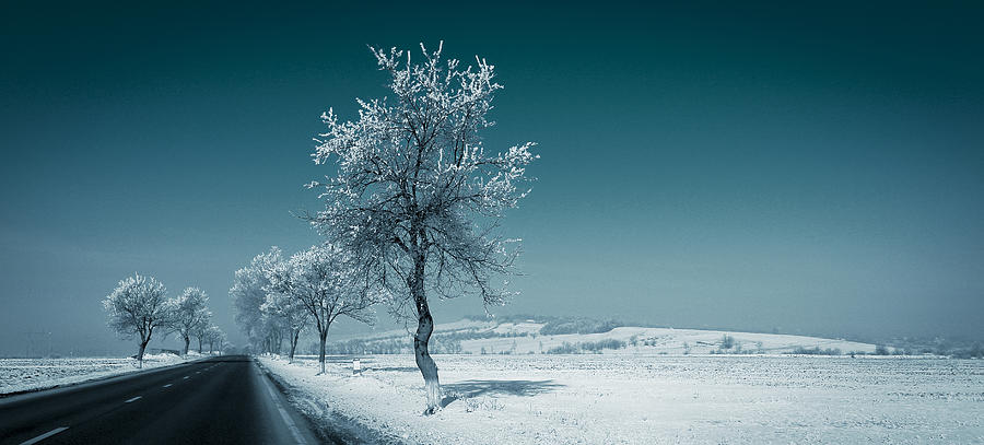 Winter Photograph - Winter landscape with snowy trees by Vlad Baciu